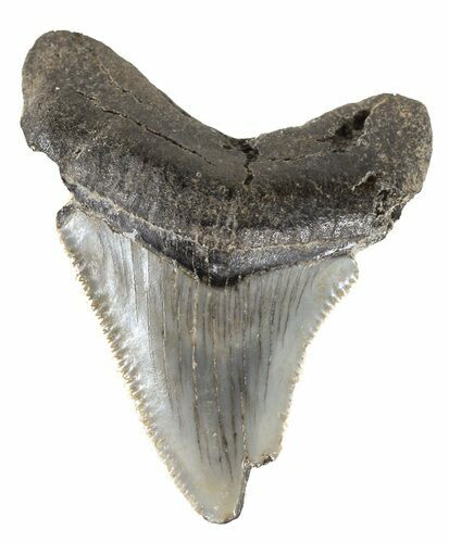 Serrated, Angustidens Tooth - Megalodon Ancestor #54144
